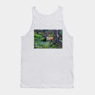 Red Fox - Algonquin Park, Canada Tank Top